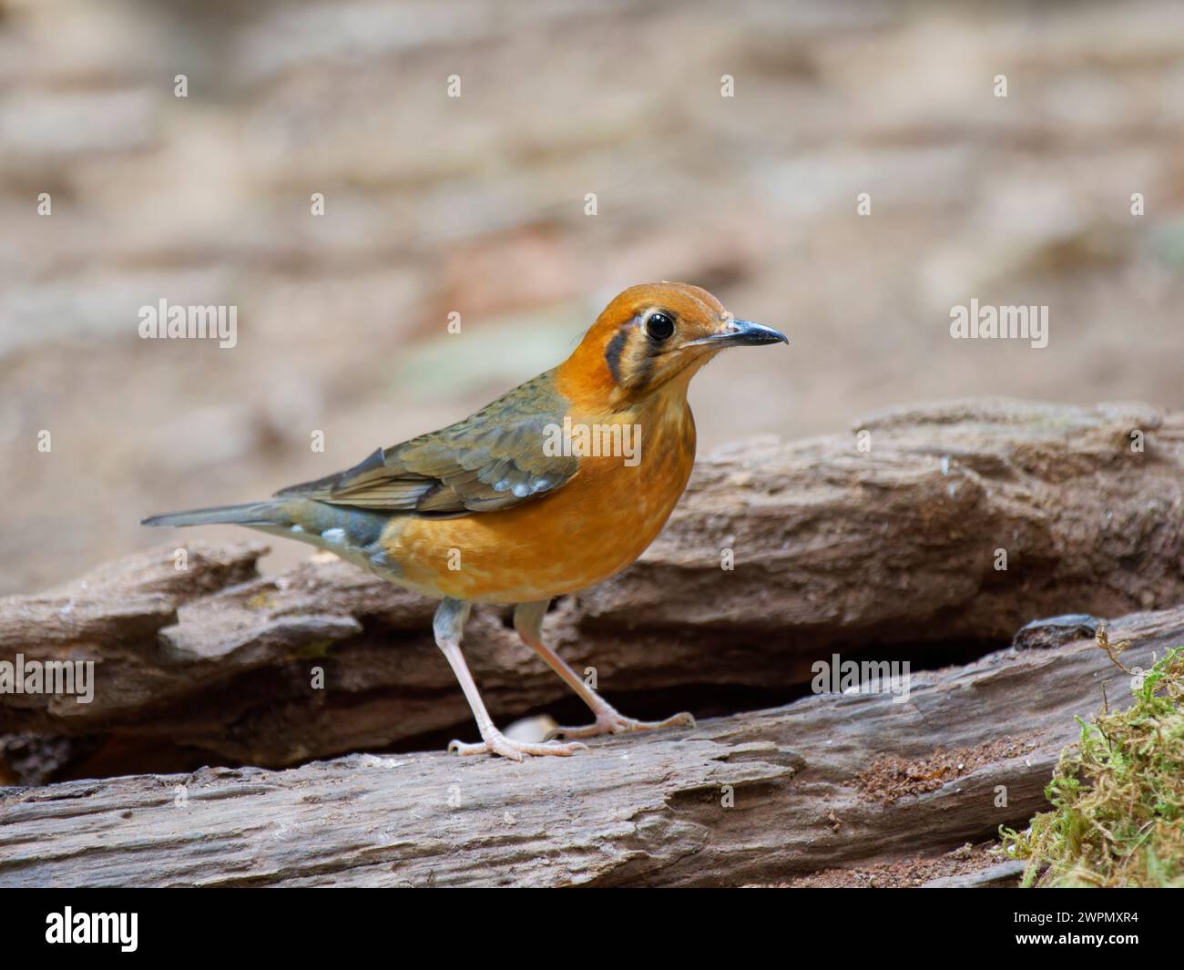Arancio Thrush Geokichla citrina da Lat, Vietnam BI040086 Foto Stock