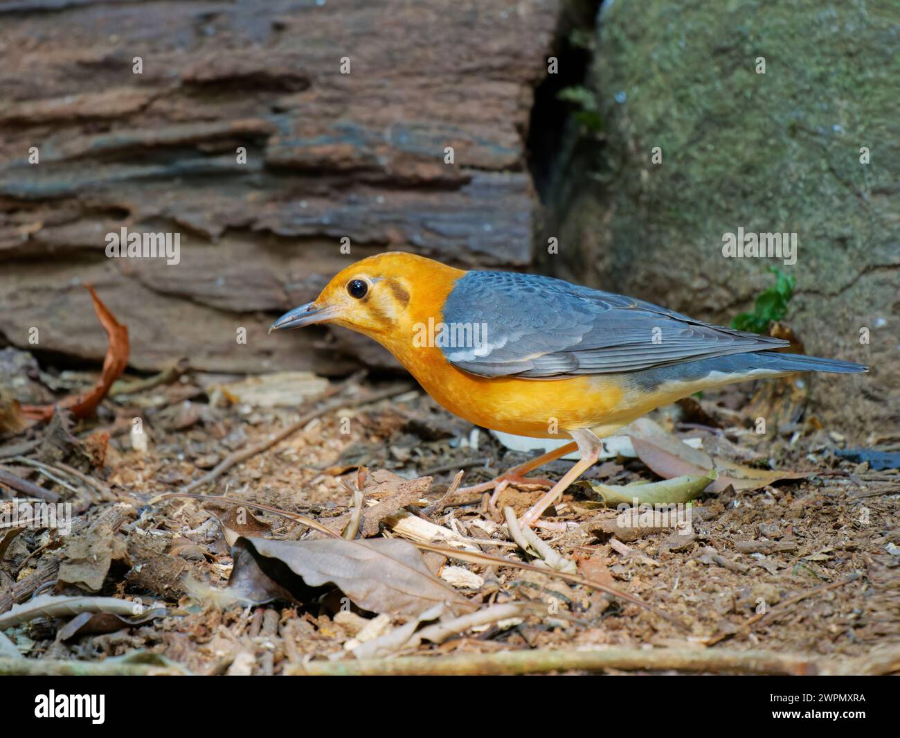 Arancio Thrush Geokichla citrina da Lat, Vietnam BI040093 Foto Stock