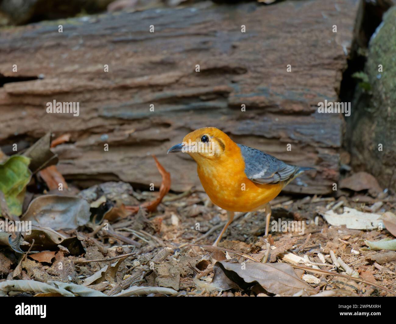 Arancio Thrush Geokichla citrina da Lat, Vietnam BI040095 Foto Stock