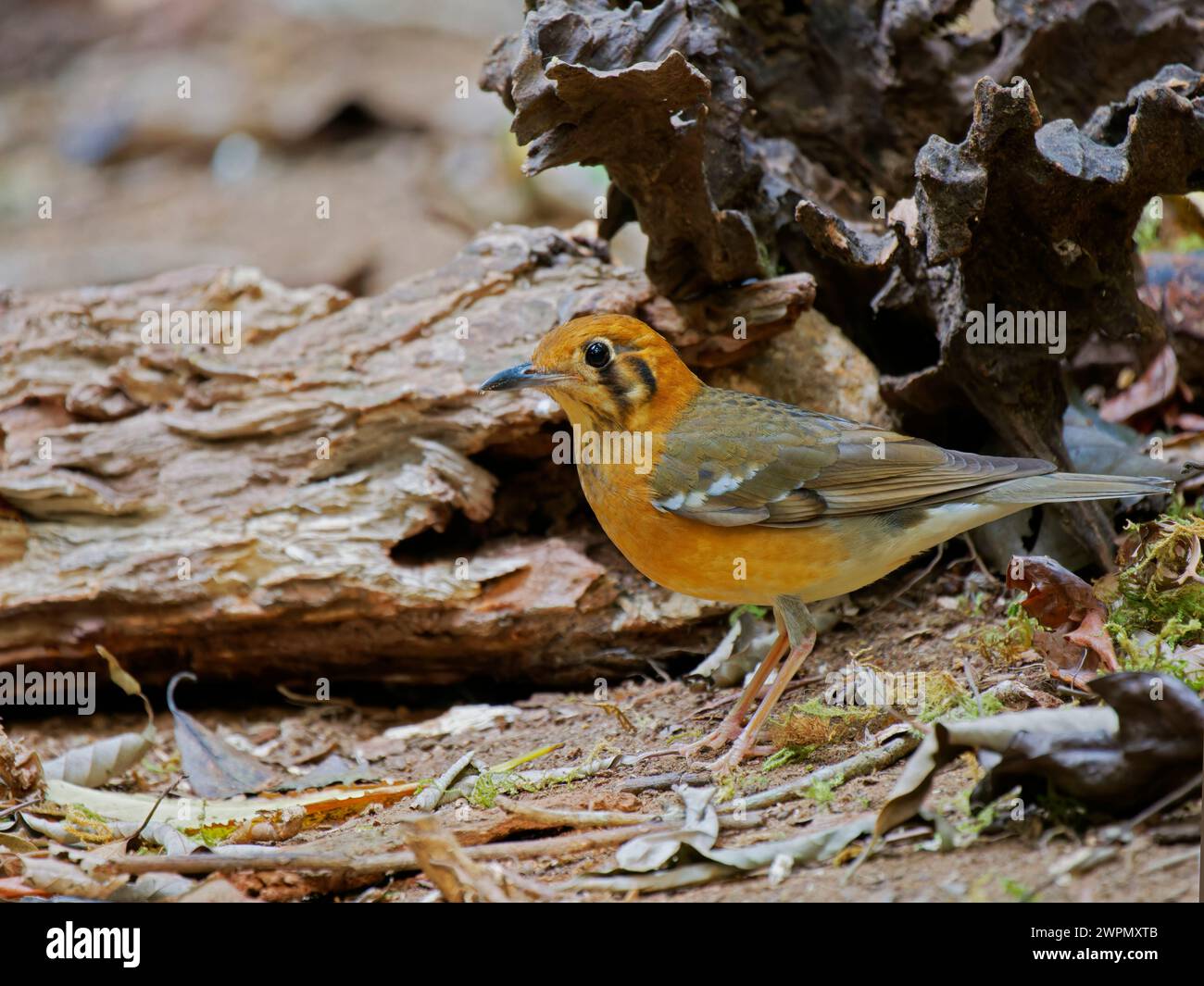Arancio Thrush Geokichla citrina da Lat, Vietnam BI040098 Foto Stock