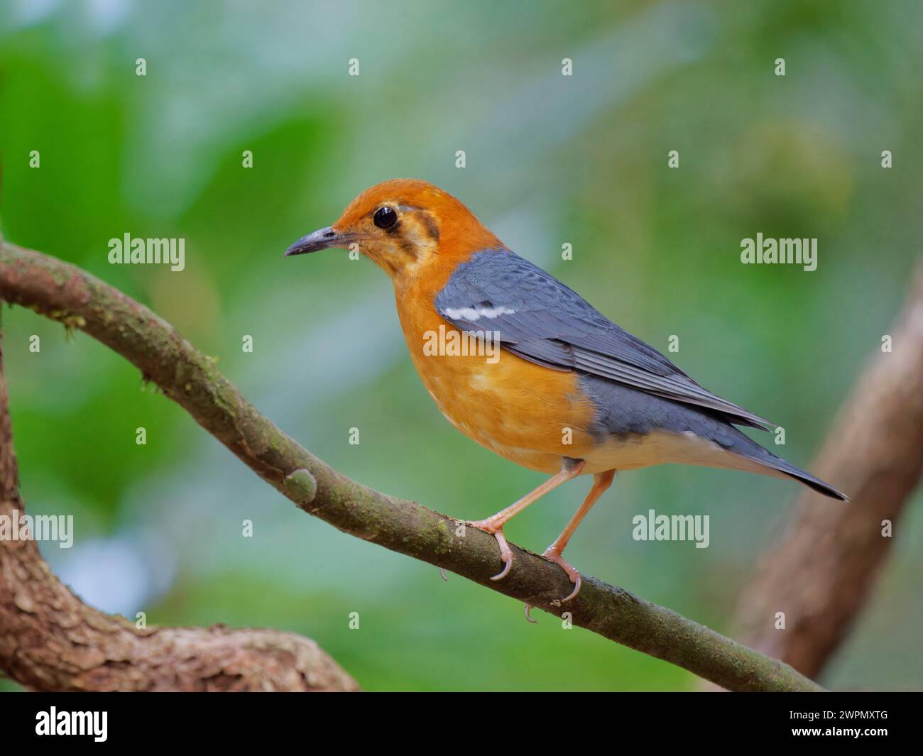 Thrush Geokichla Citrina da Lat, Vietnam BI040100 Foto Stock