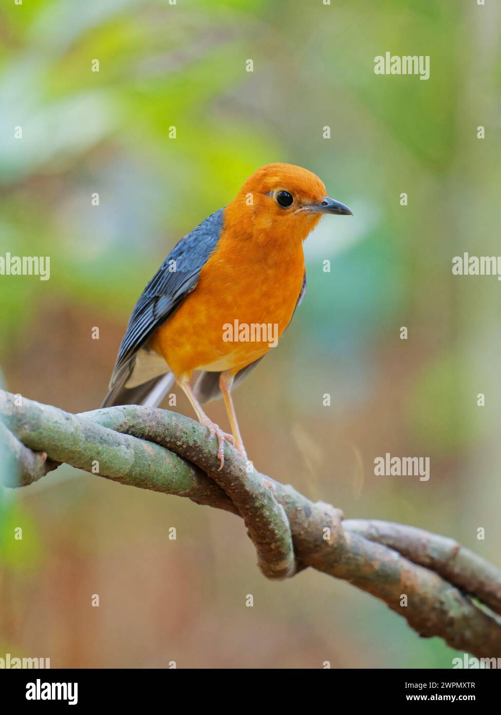 Arancio con testa di pesce femmina Geokichla citrina da Lat, Vietnam BI040109 Foto Stock