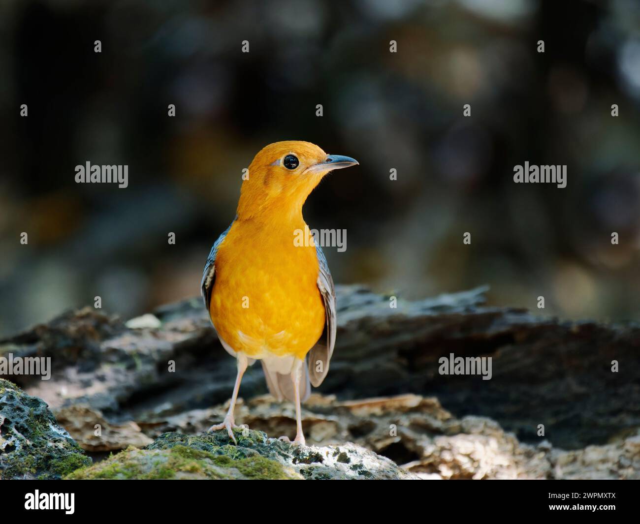 Arancio con testa di pesce femmina Geokichla citrina da Lat, Vietnam BI040113 Foto Stock