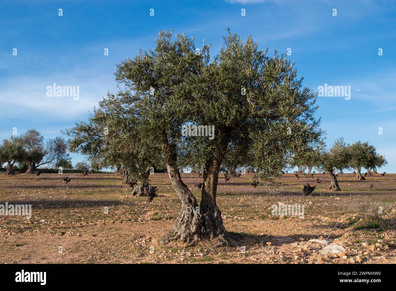 Paesaggio di oliveti con ulivi secolari in Spagna Foto Stock