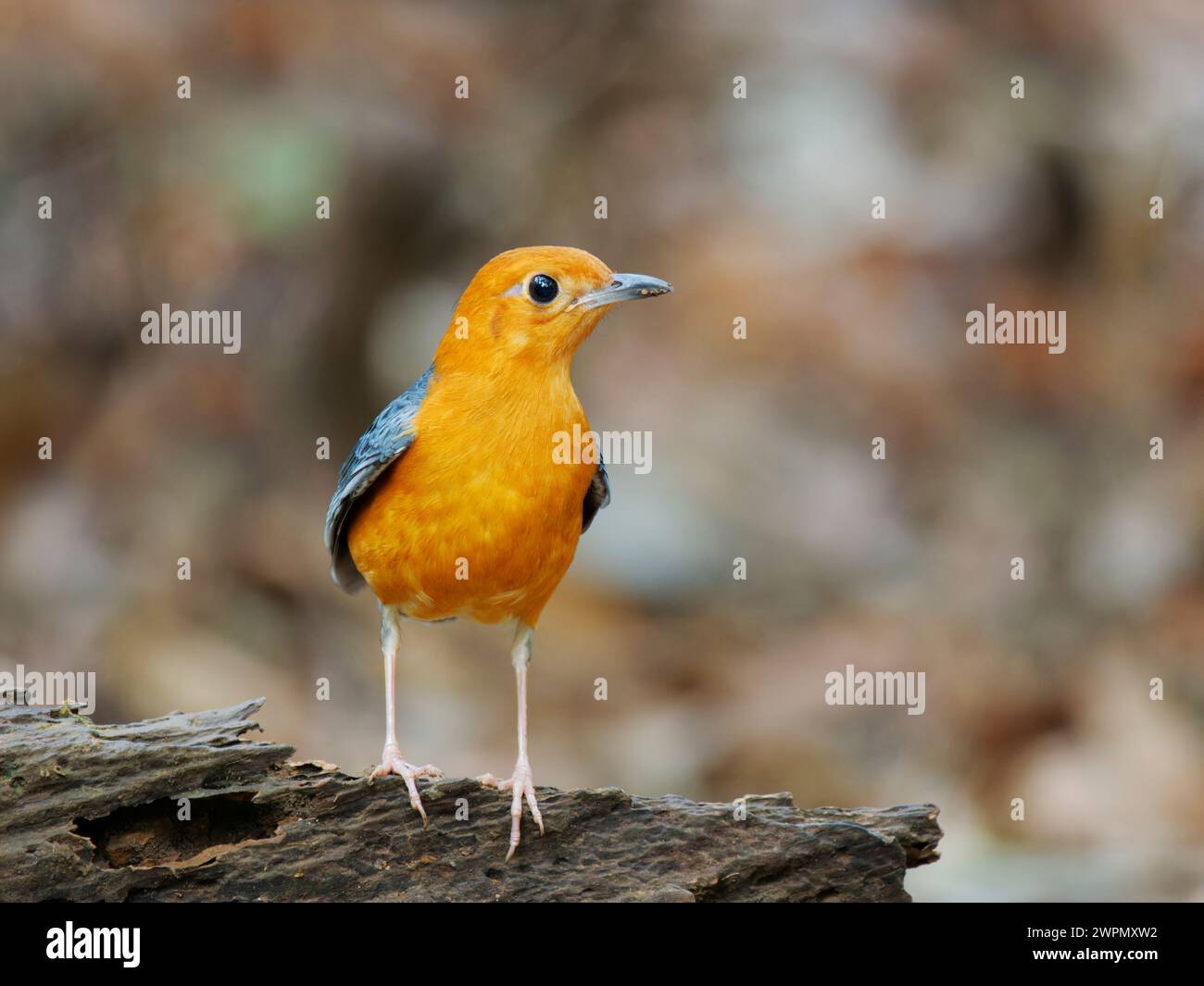 Arancio con testa di pesce femmina Geokichla citrina da Lat, Vietnam BI040115 Foto Stock