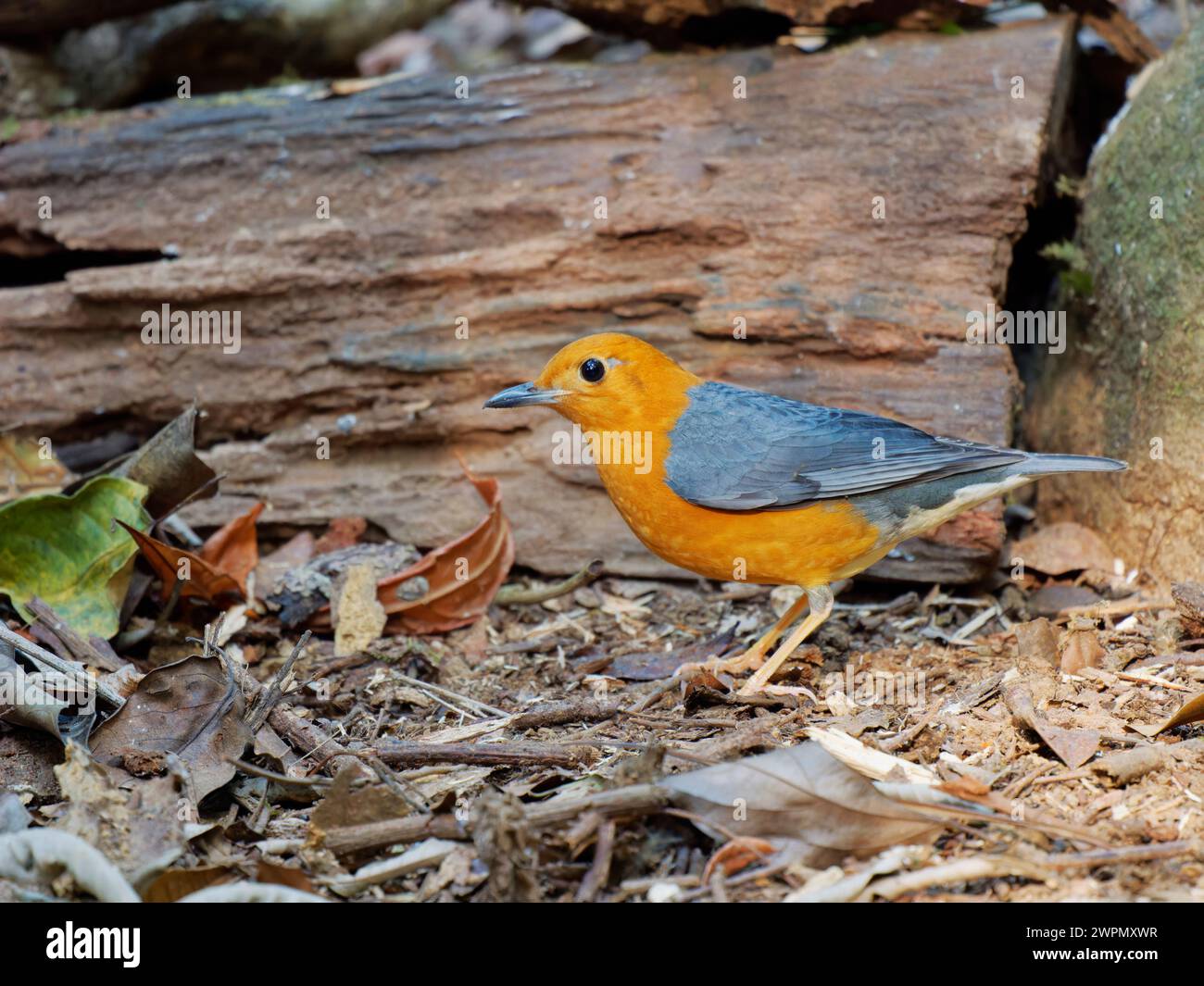 Arancia testa spinosa femmina Geokichla citrina da Lat, Vietnam BI040117 Foto Stock
