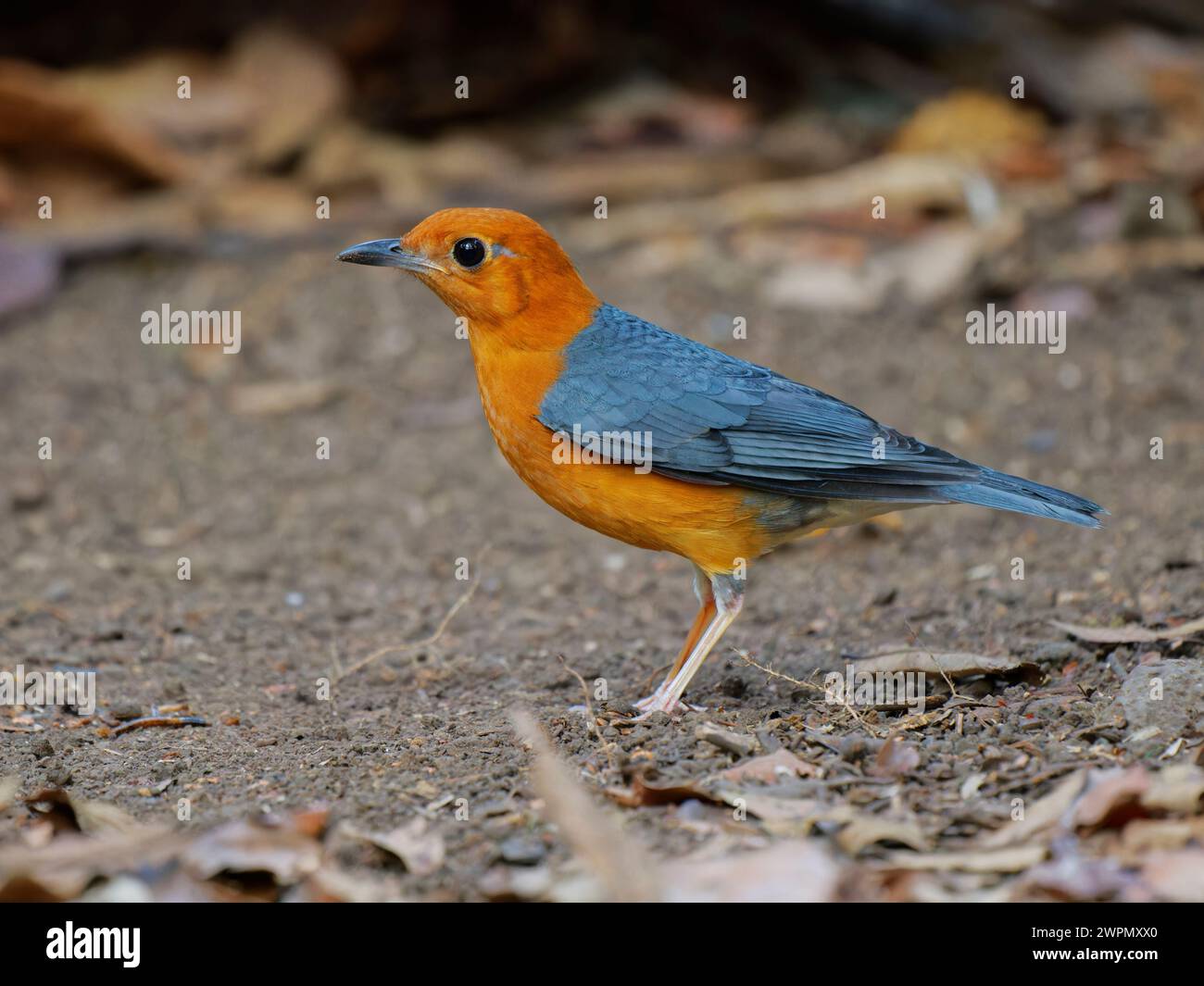 Arancio con testa di pesce femmina Geokichla citrina da Lat, Vietnam BI040124 Foto Stock