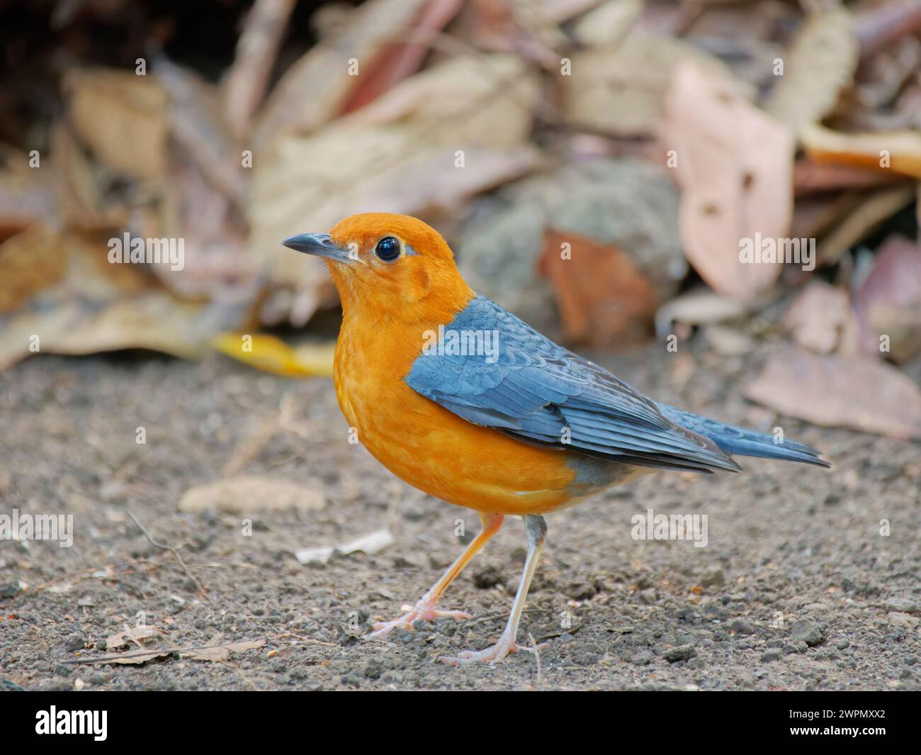 Arancio con testa di pesce femmina Geokichla citrina da Lat, Vietnam BI040125 Foto Stock