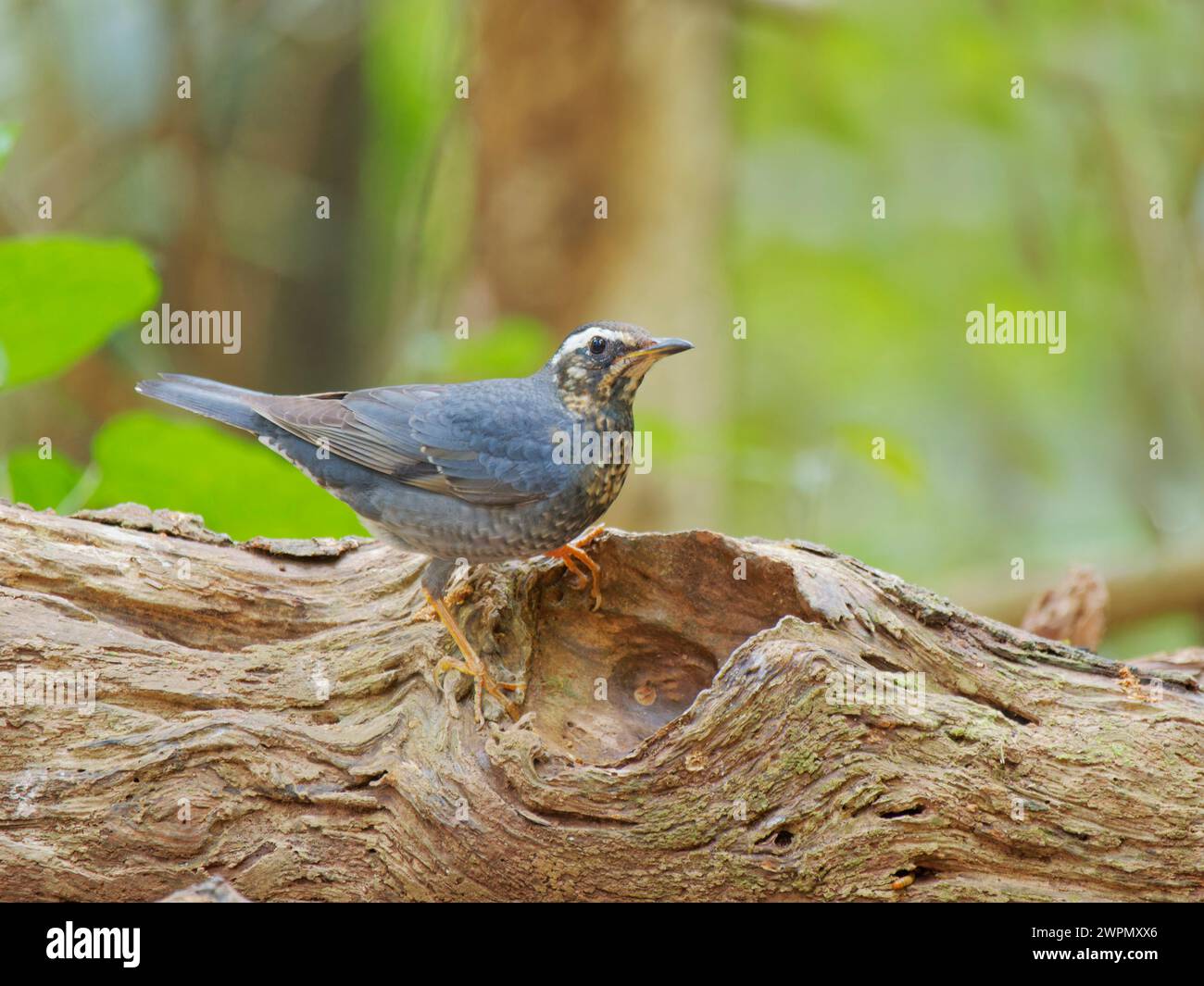 Siberian Thrush Geokichla sibirica da Lat, Vietnam BI040131 Foto Stock