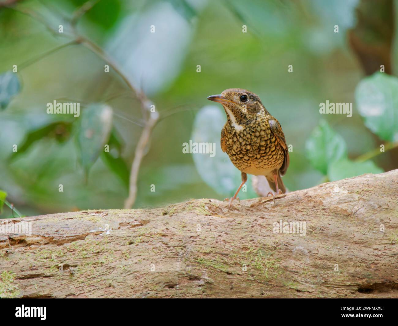 White Throated Rock Thrush femmina Monticola gularis da Lat, Vietnam BI040141 Foto Stock