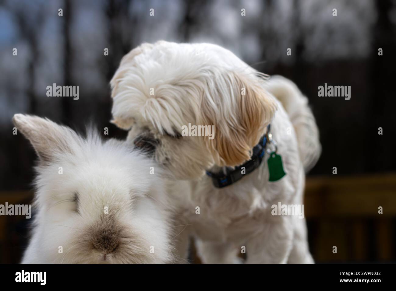 Shih Tzu Dog gioca con Lionhead Rabbit Foto Stock