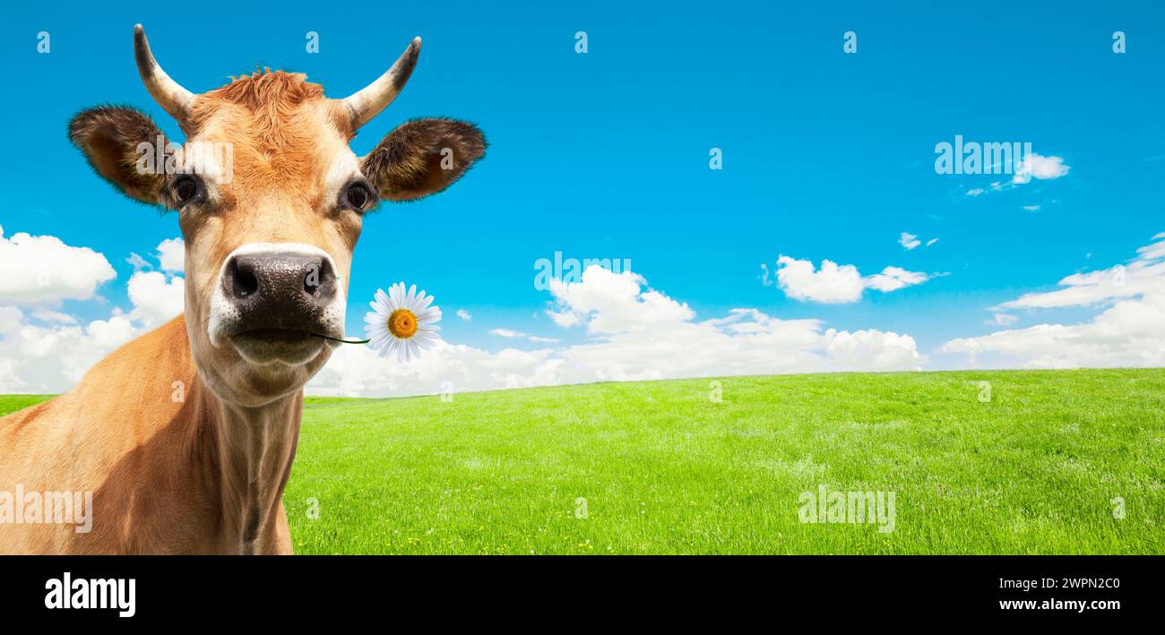 Vacca da latte con corna su un prato verde [M] Foto Stock