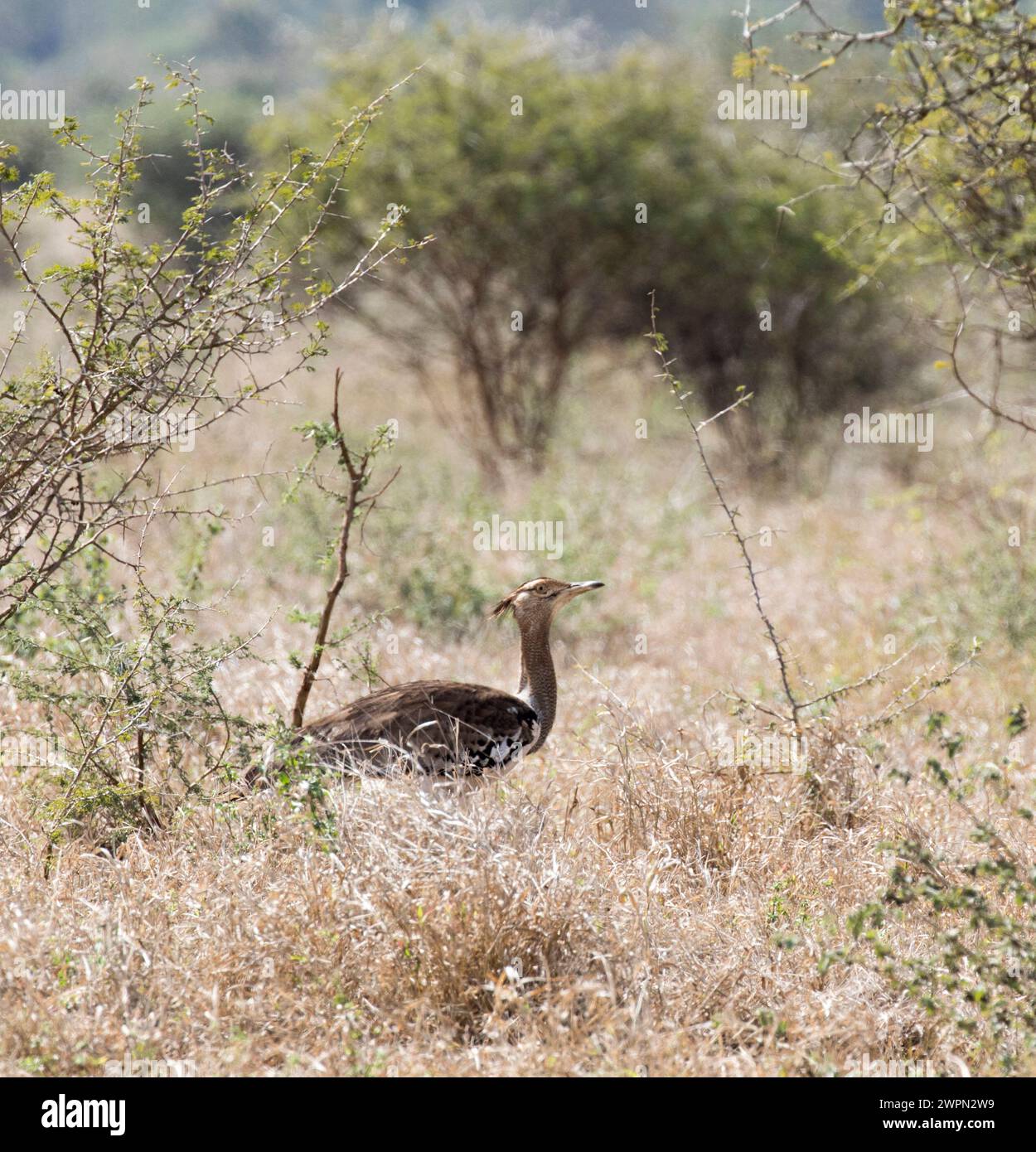 Una foto di un uccello kori dell'otarda nel Southafrica Foto Stock