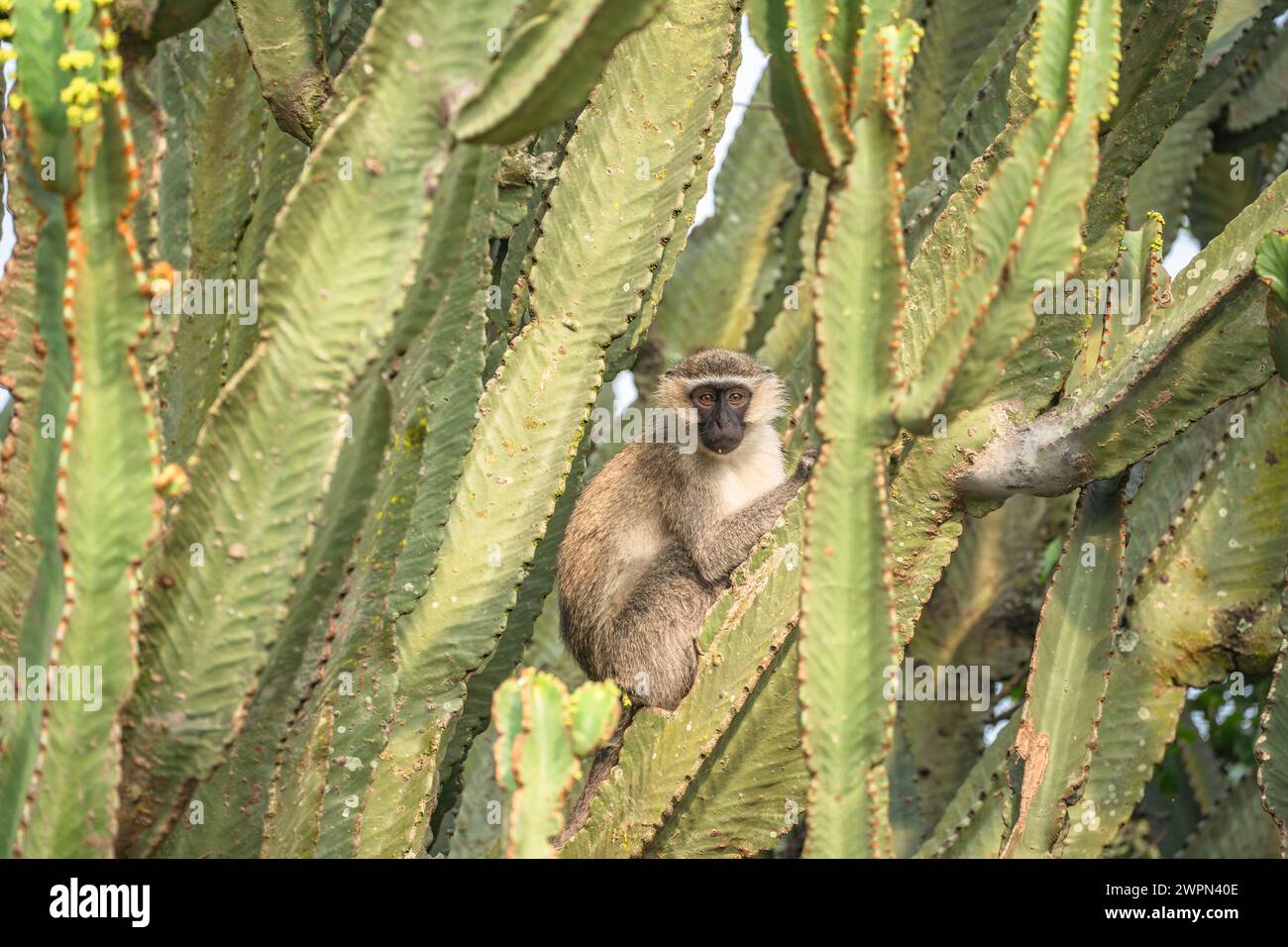 Vervet scimmia in un albero di candelabra a Kibale, Uganda Foto Stock