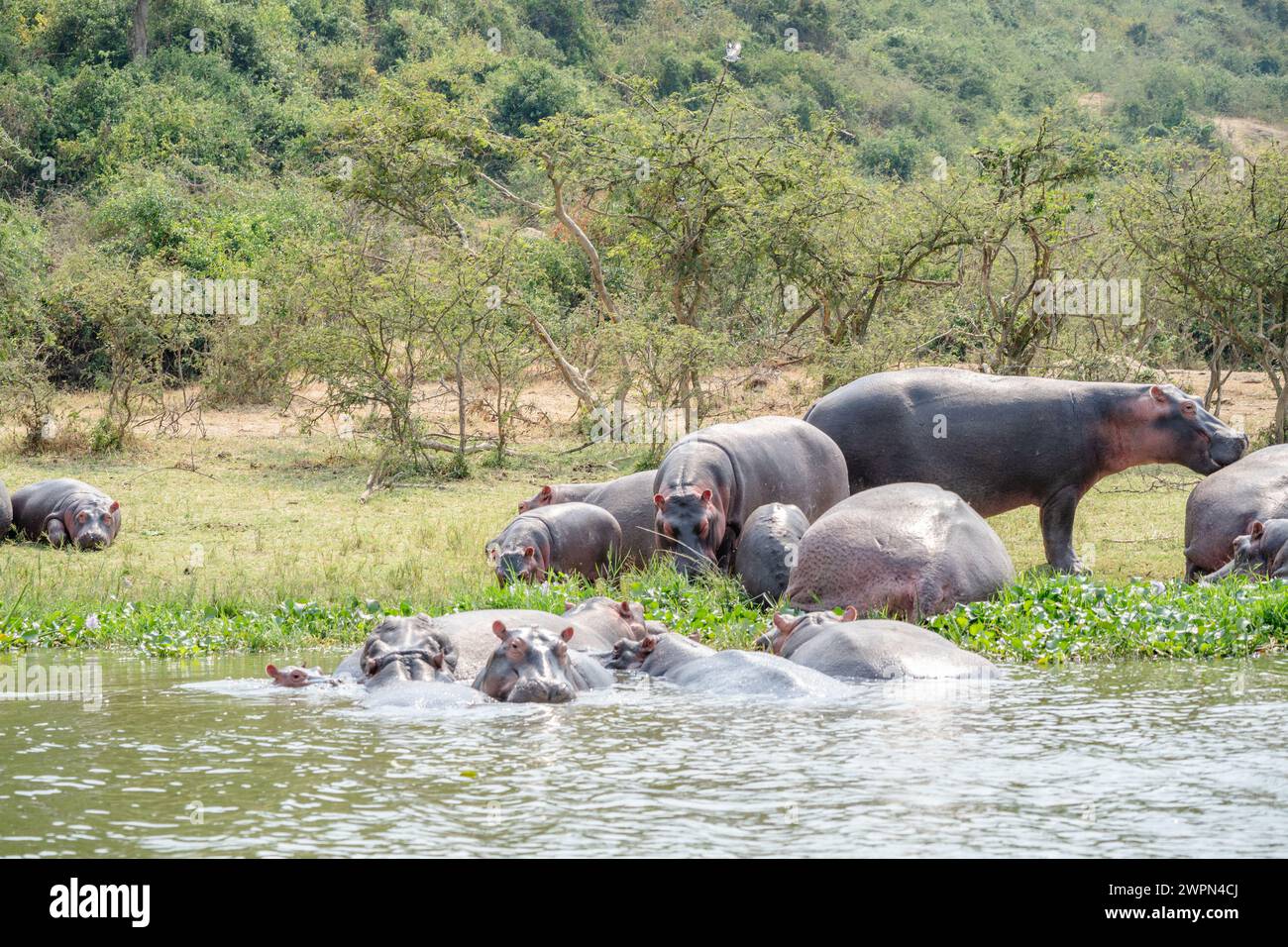 Branco di ippopotamo nel canale di Kazinga, Uganda Foto Stock