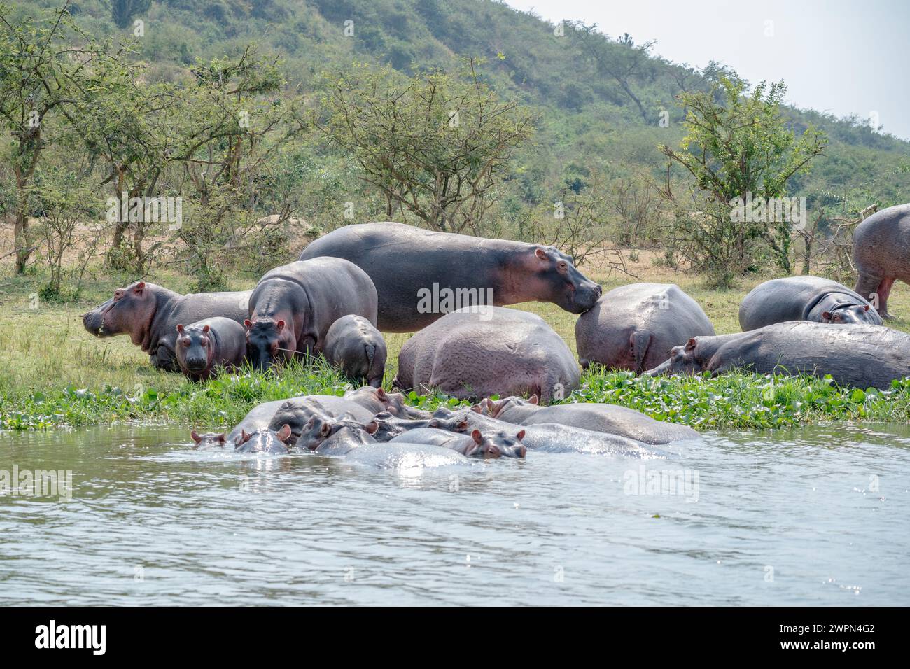 Branco di ippopotamo nel canale di Kazinga, Uganda Foto Stock