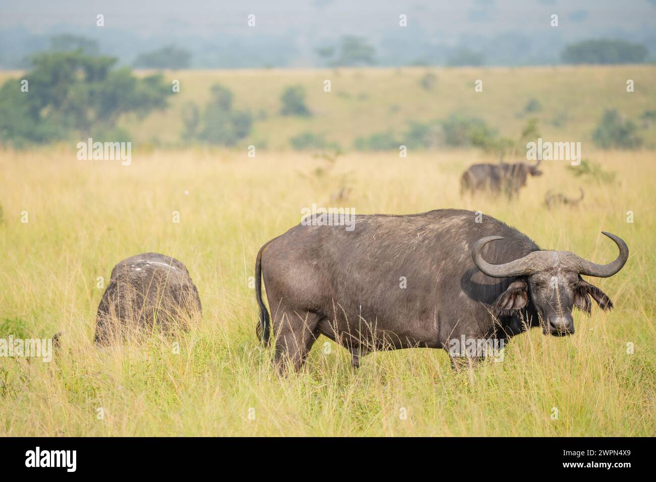 Mandria di bufali del capo, animali pericolosi che fanno parte dei cinque grandi safari in Africa Foto Stock