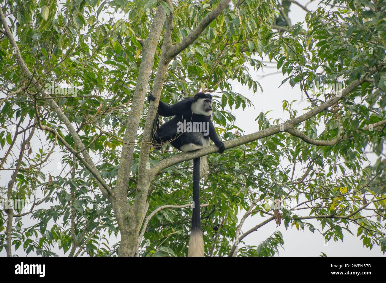 Scimmia colobus bianco e nero in un albero a Kibale, Uganda Foto Stock