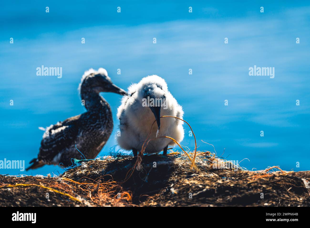 Giovani gannette, Morus bassanus, sull'Helgoland ai loro nidi, il blu del Mare del Nord sullo sfondo, atmosfera estiva Foto Stock