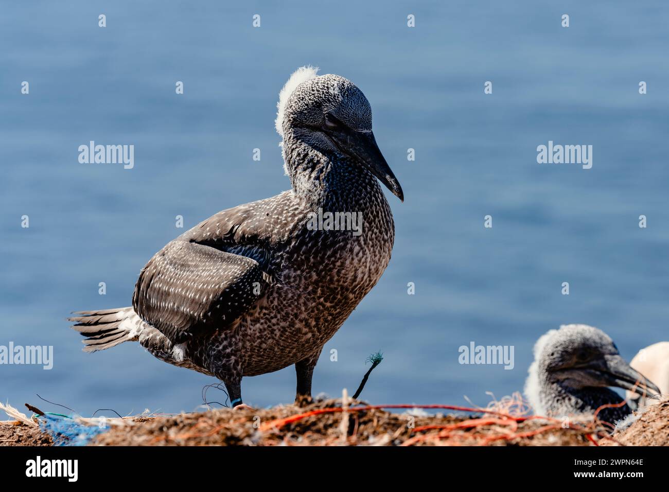 Giovani gannette, Morus bassanus, sull'Helgoland ai loro nidi, il blu del Mare del Nord sullo sfondo, atmosfera estiva Foto Stock