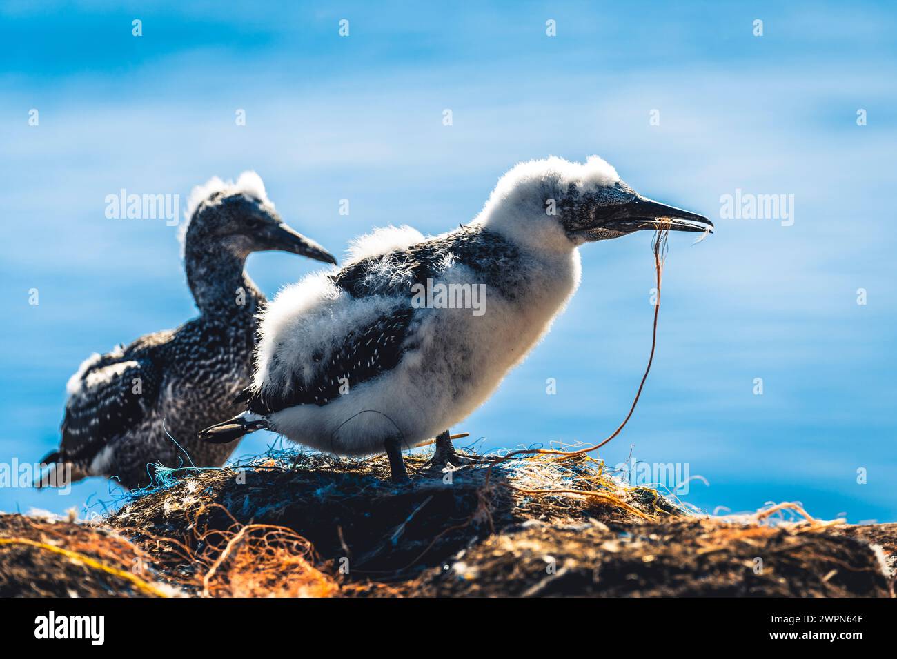 Giovani gannette, Morus bassanus, sull'Helgoland ai loro nidi, il blu del Mare del Nord sullo sfondo, atmosfera estiva Foto Stock
