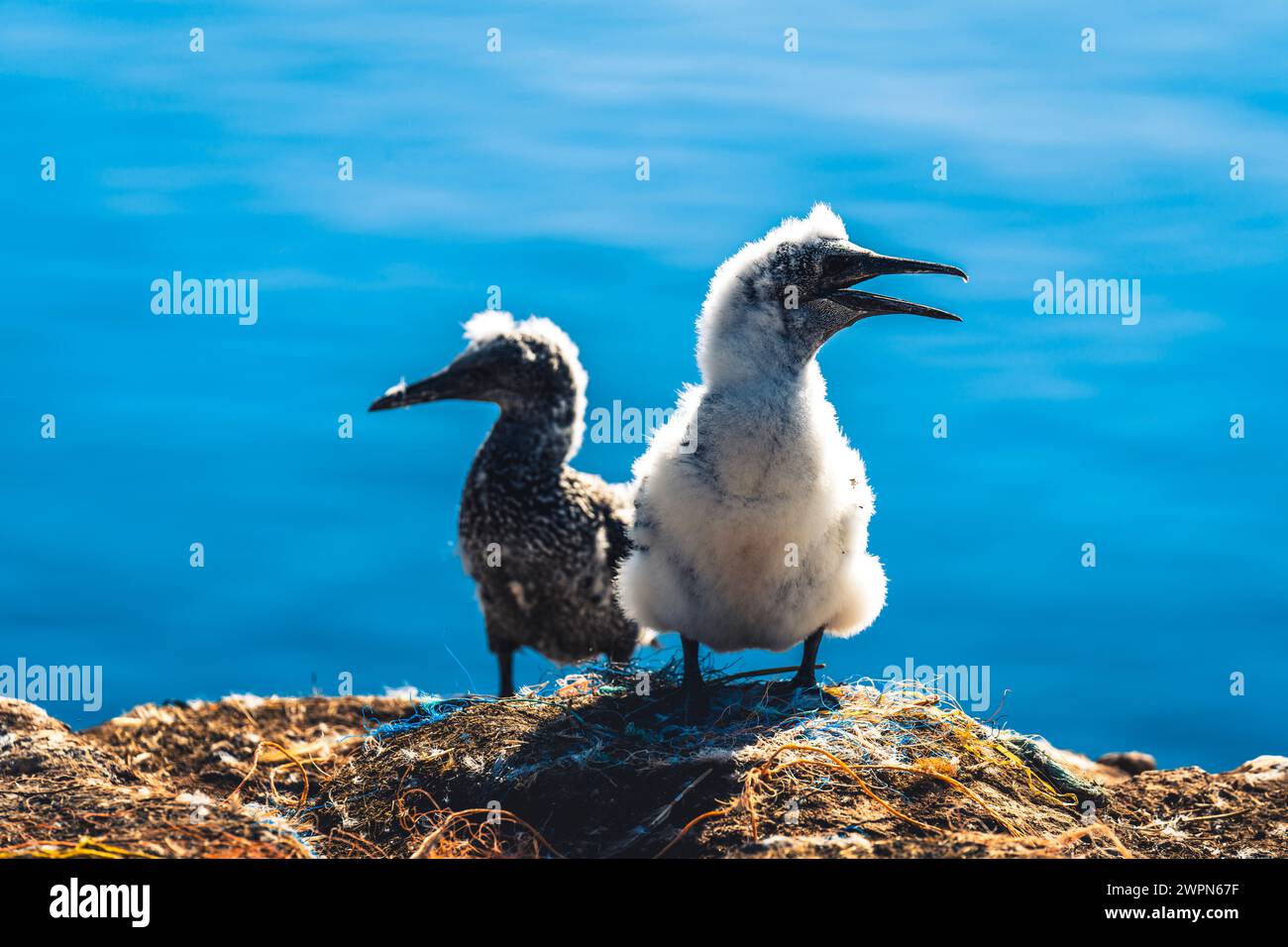 Giovani gannette, Morus bassanus, sull'Helgoland ai loro nidi, il blu del Mare del Nord sullo sfondo, atmosfera estiva Foto Stock