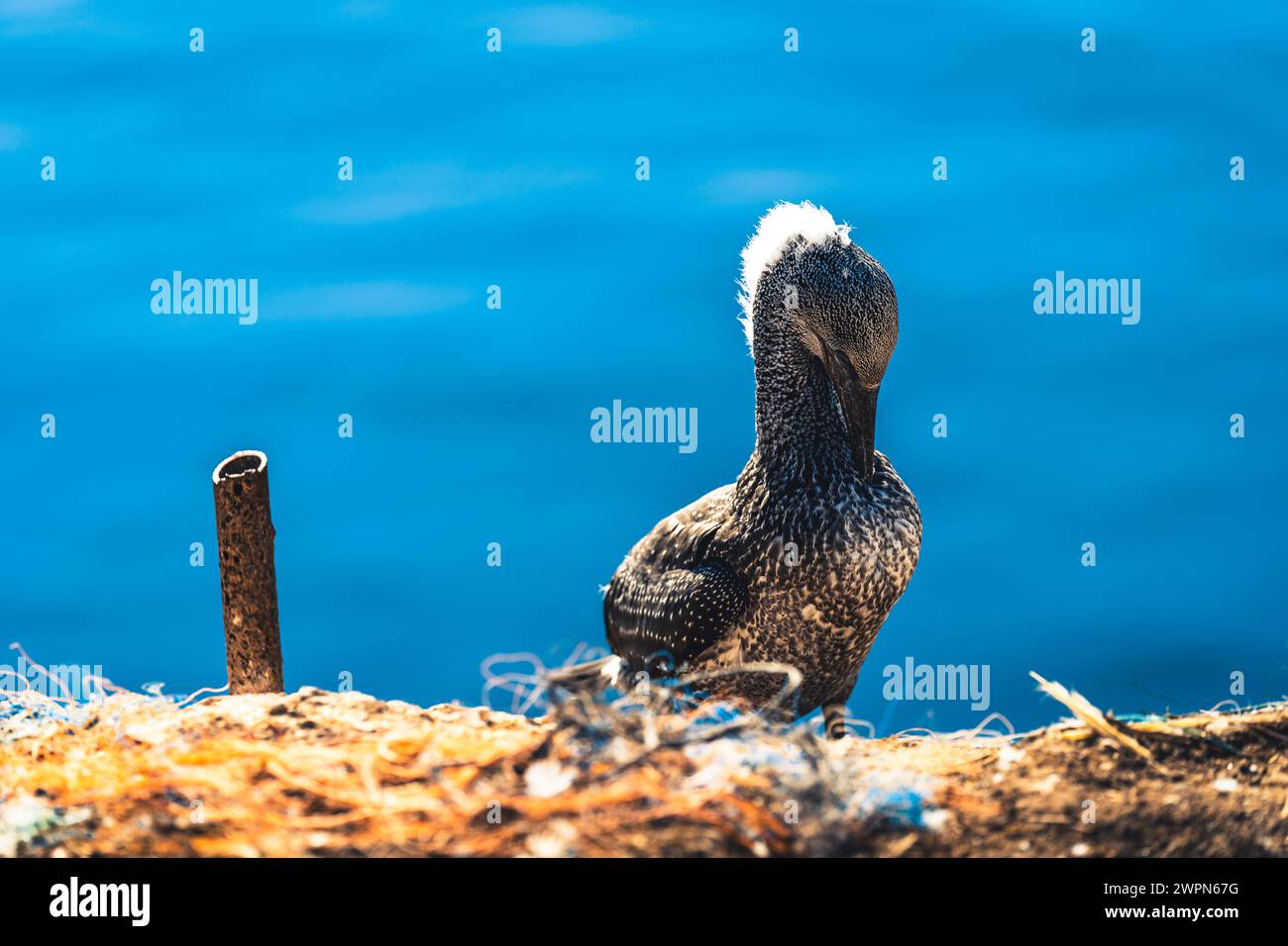 Giovani gannette, Morus bassanus, sull'Helgoland ai loro nidi, il blu del Mare del Nord sullo sfondo, atmosfera estiva Foto Stock