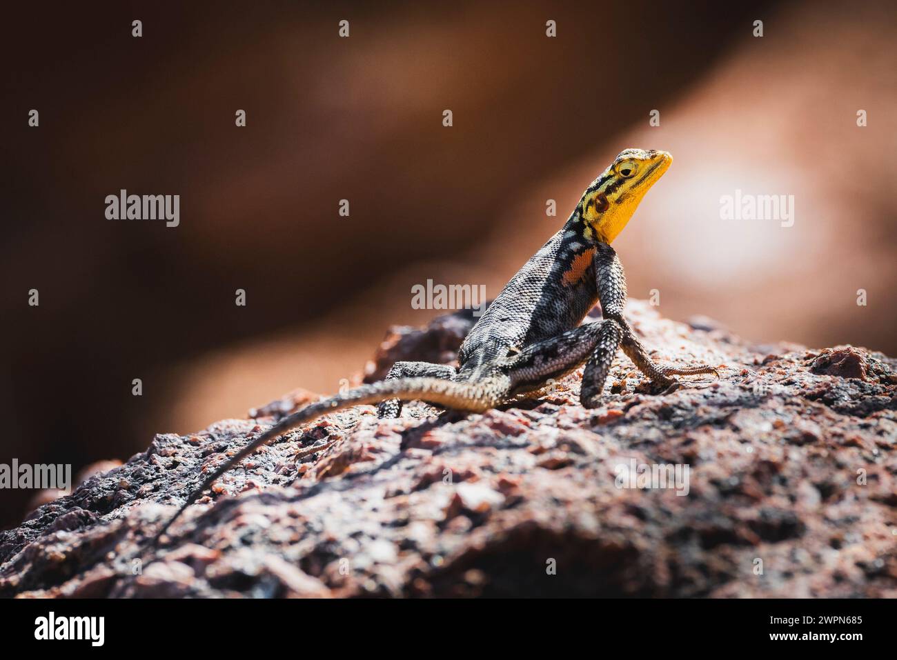 Primo piano di una lucertola con testa gialla su un terreno sassoso in Namibia, Africa Foto Stock
