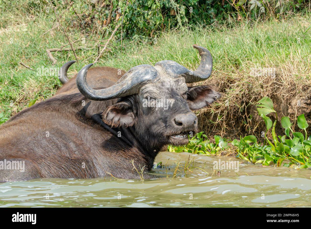 I bufali del Capo sono uno dei mammiferi più grandi e pericolosi dell'Africa Foto Stock