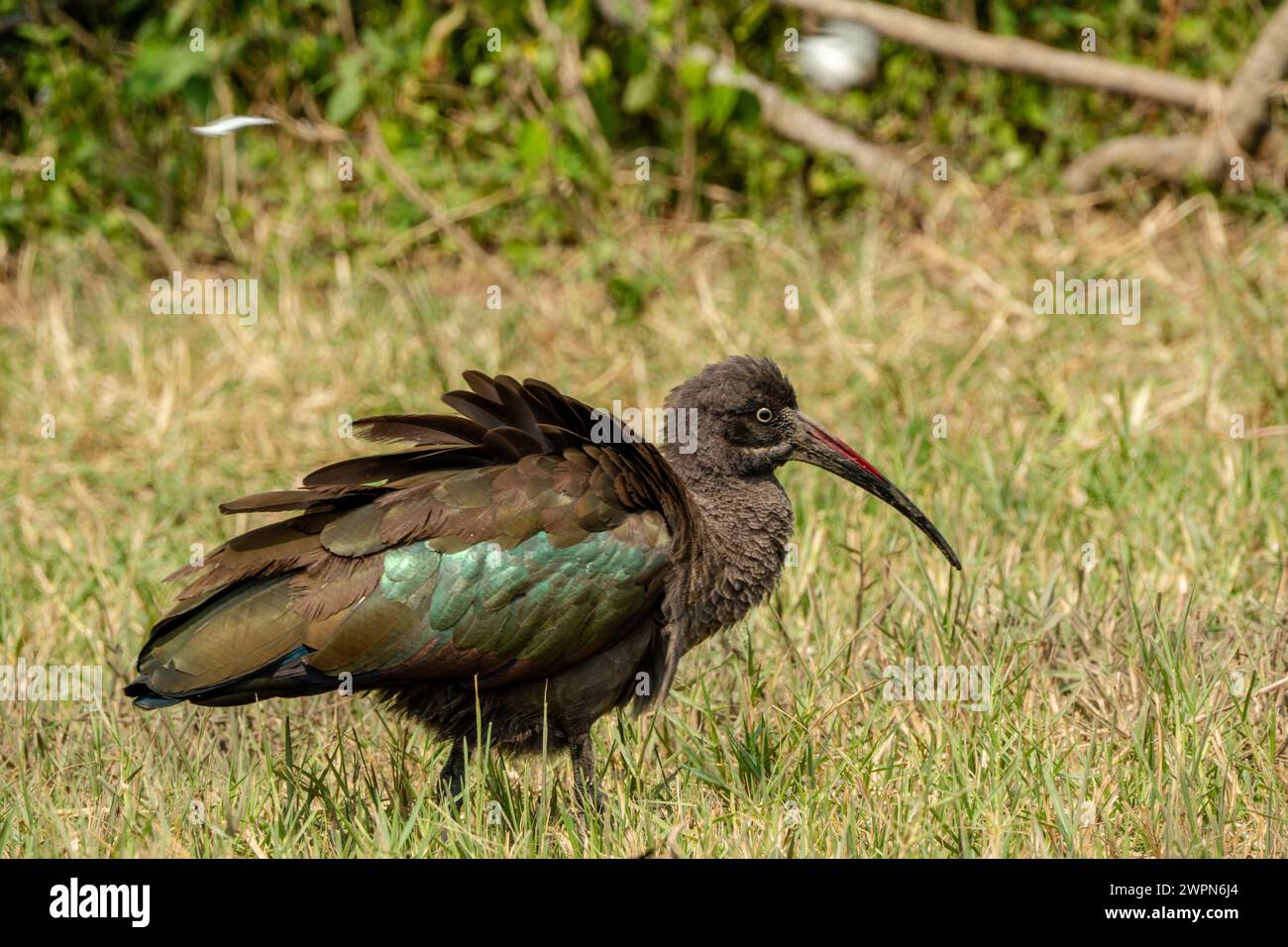 Hadada Ibis ha una lucentezza verde o viola e un lungo becco curvo ed è originario dell'Africa subsahariana Foto Stock