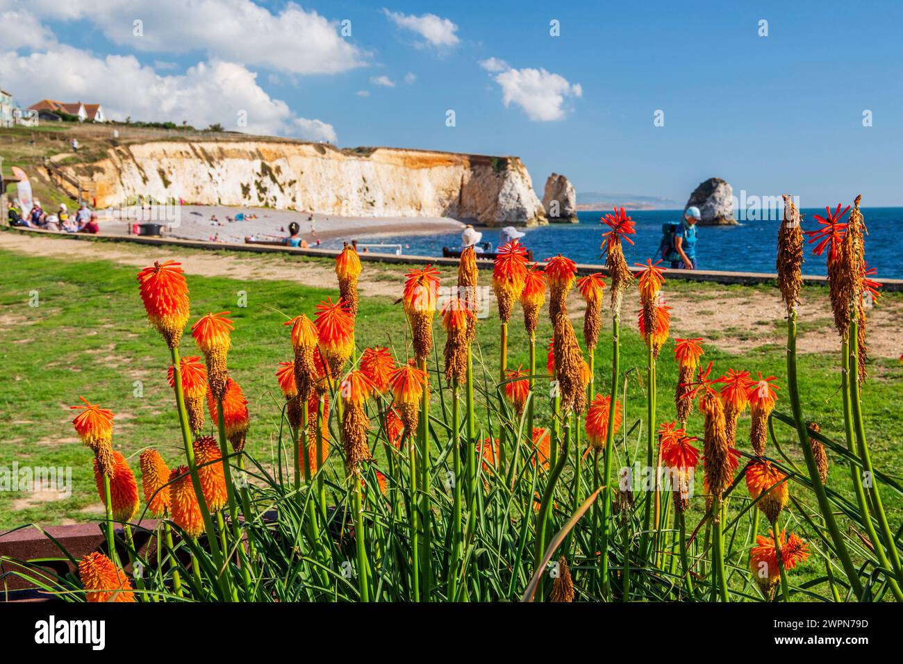 Aiuola con gigli di fiaccole sulla passeggiata di Freshwater Bay, Freshwater, Isola di Wight, Hampshire, Gran Bretagna, Inghilterra Foto Stock