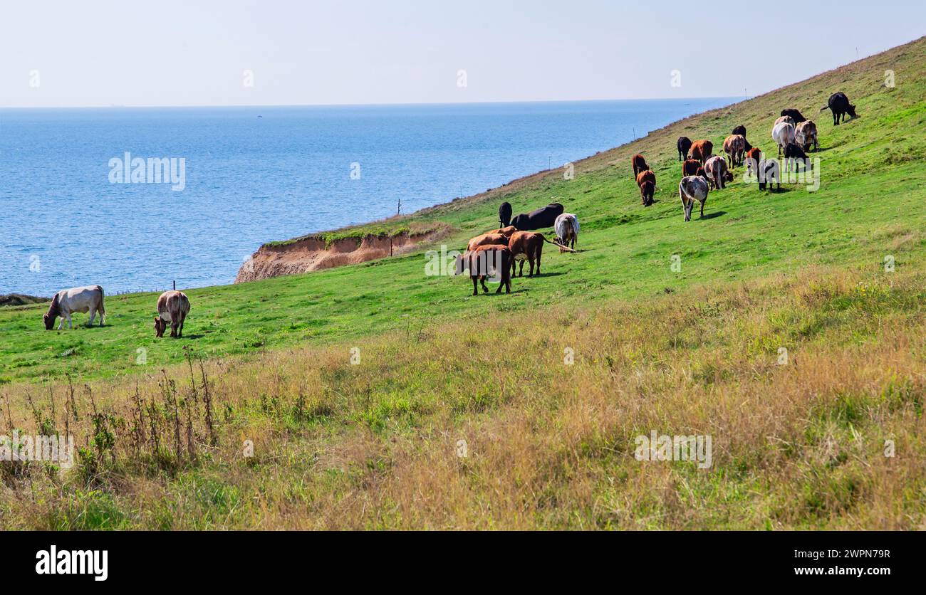 Pascolo con mucche sulle scogliere di Freshwater Bay, Freshwater, Isle of Wight, Hampshire, Gran Bretagna, Inghilterra Foto Stock
