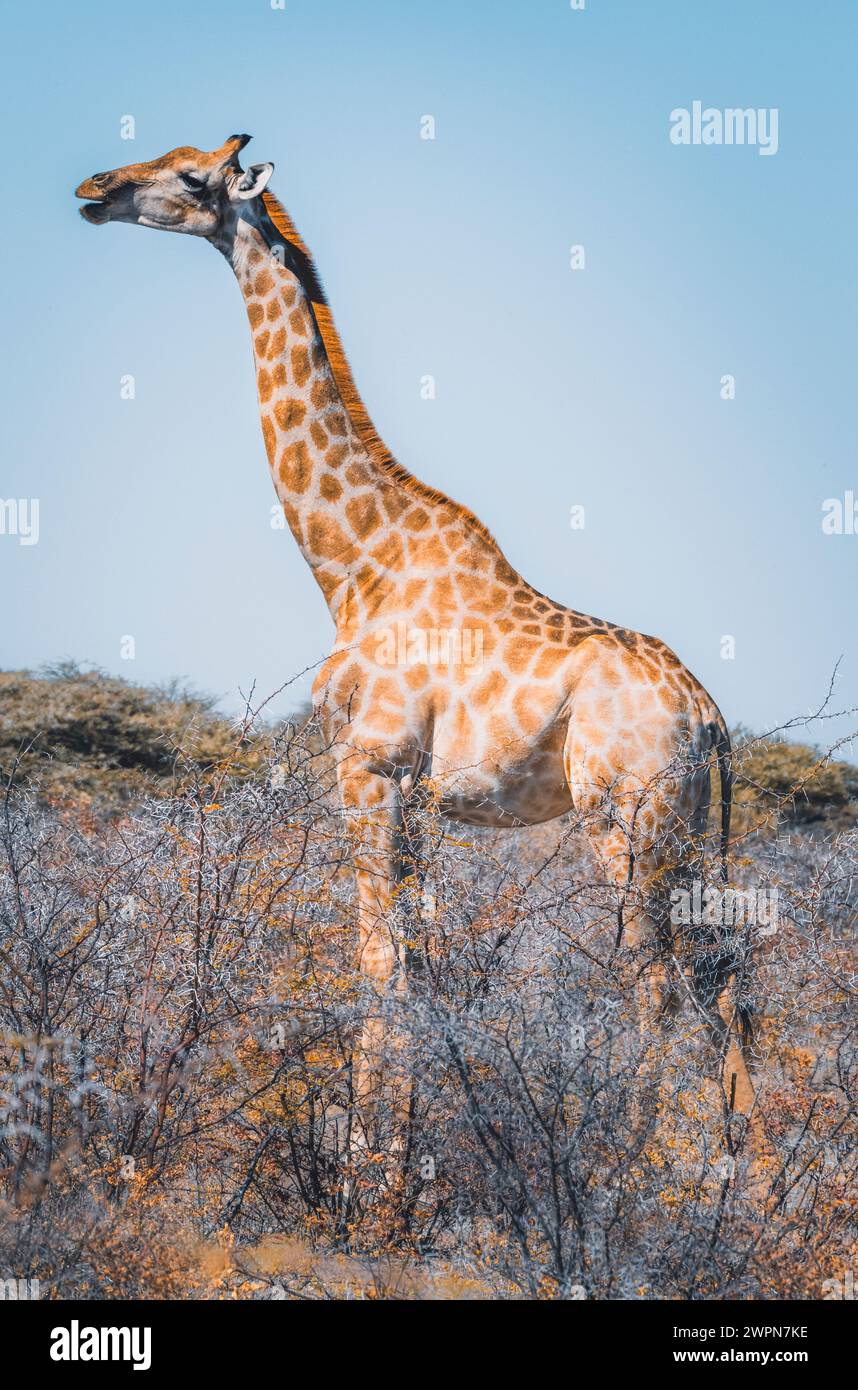 Giraffa nel paesaggio delle steppe africane del Parco Nazionale di Etosha in Namibia, Africa Foto Stock