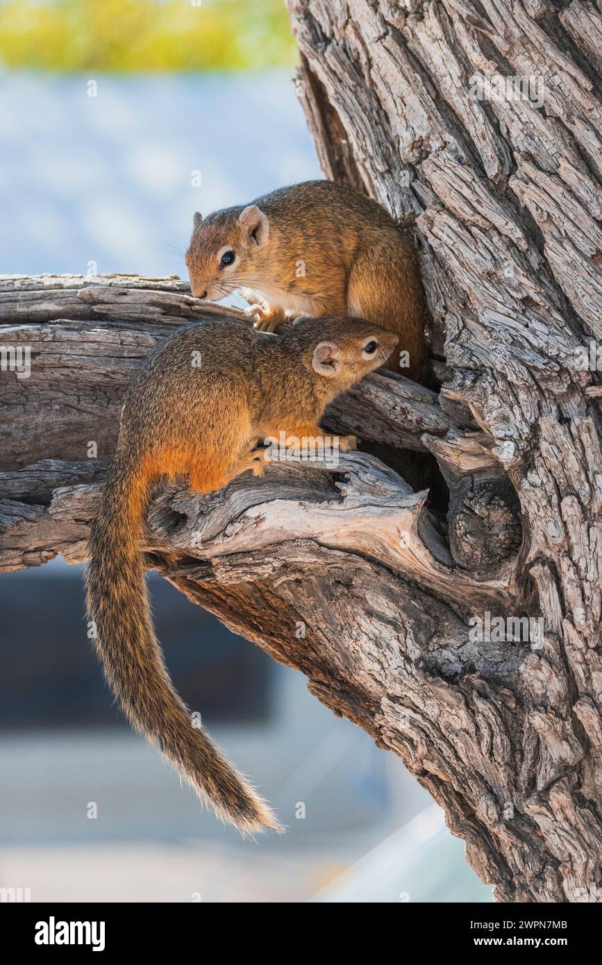 Due scoiattoli africani macinati in modo brillante su un ramo di fronte al loro rifugio nel Parco Nazionale di Etosha, Namibia, Africa Foto Stock