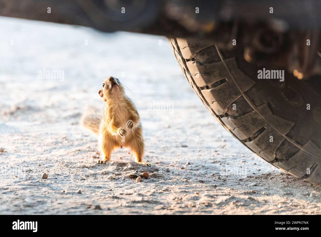 Uno scoiattolo africano dalla terra brillante ispeziona curiosamente un veicolo fuoristrada nel Parco nazionale di Etosha, Namibia, Africa Foto Stock