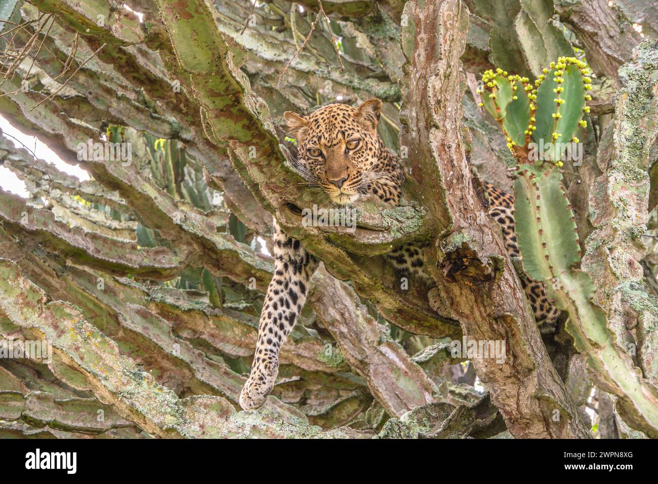 Leopardo che si rilassa in un albero di cactus in Uganda Foto Stock