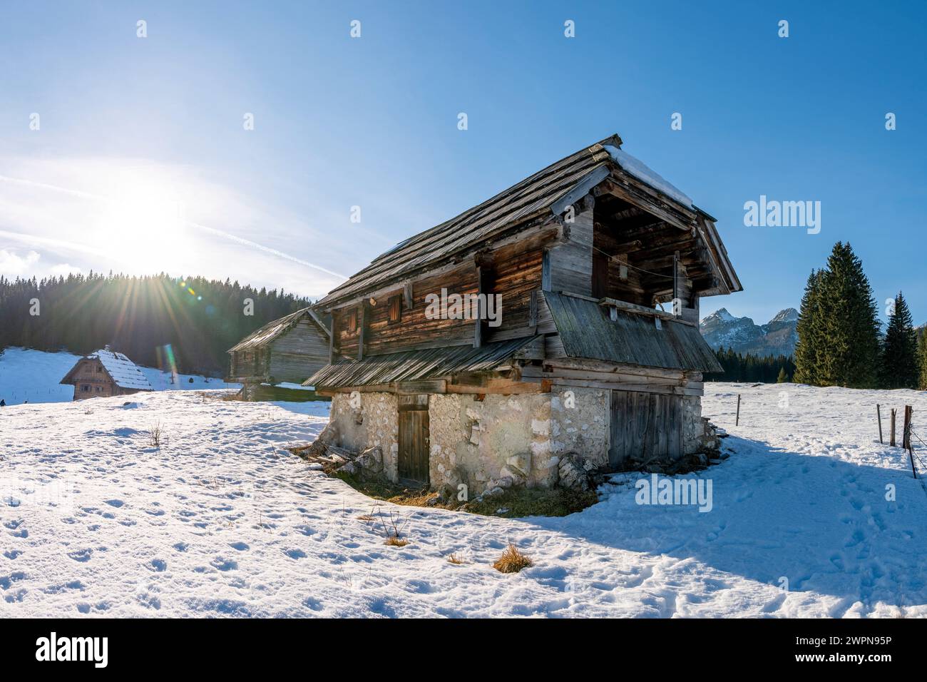 Pokljuka è un altopiano alpino nel nord-ovest della Slovenia. Si trova nel Parco Nazionale del Triglav nelle Alpi Giulie a circa 1300 m sul livello del mare. Foto Stock