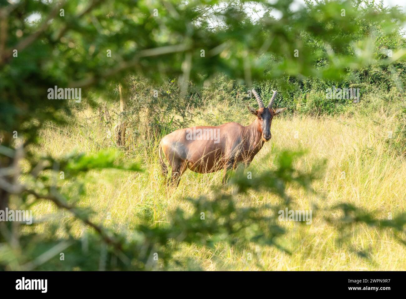 Antilope marrone chiamato topi sulla savana nel Queen Elizabeth Park, in Uganda Foto Stock