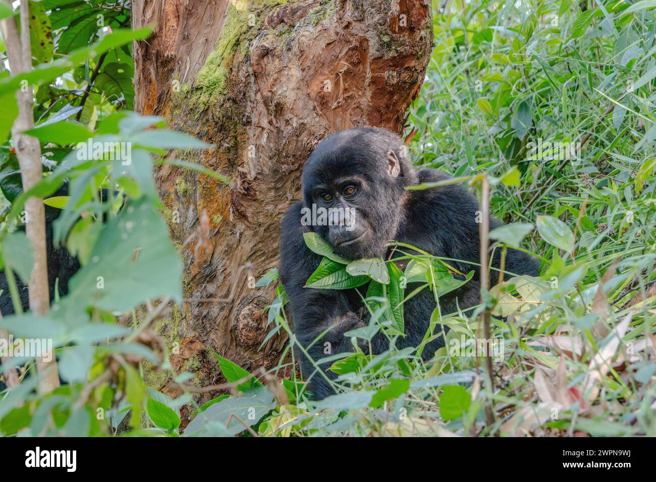 Giovane gorilla di montagna nella Foresta impenetrabile di Bwindi Foto Stock