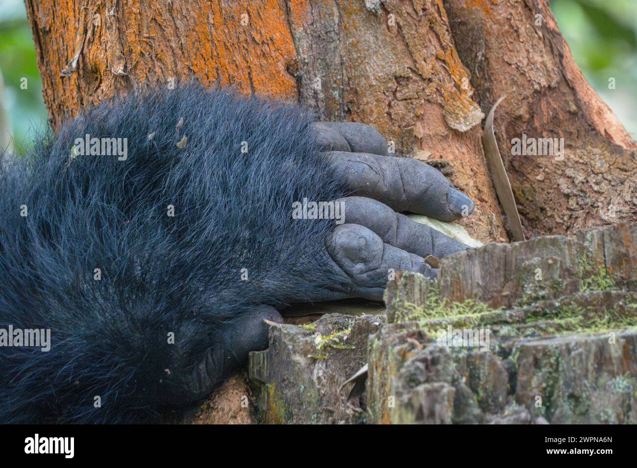 Gorilla di montagna Silverback mano primo piano che tiene il tronco dell'albero nella Foresta impenetrabile di Bwindi. Foto Stock