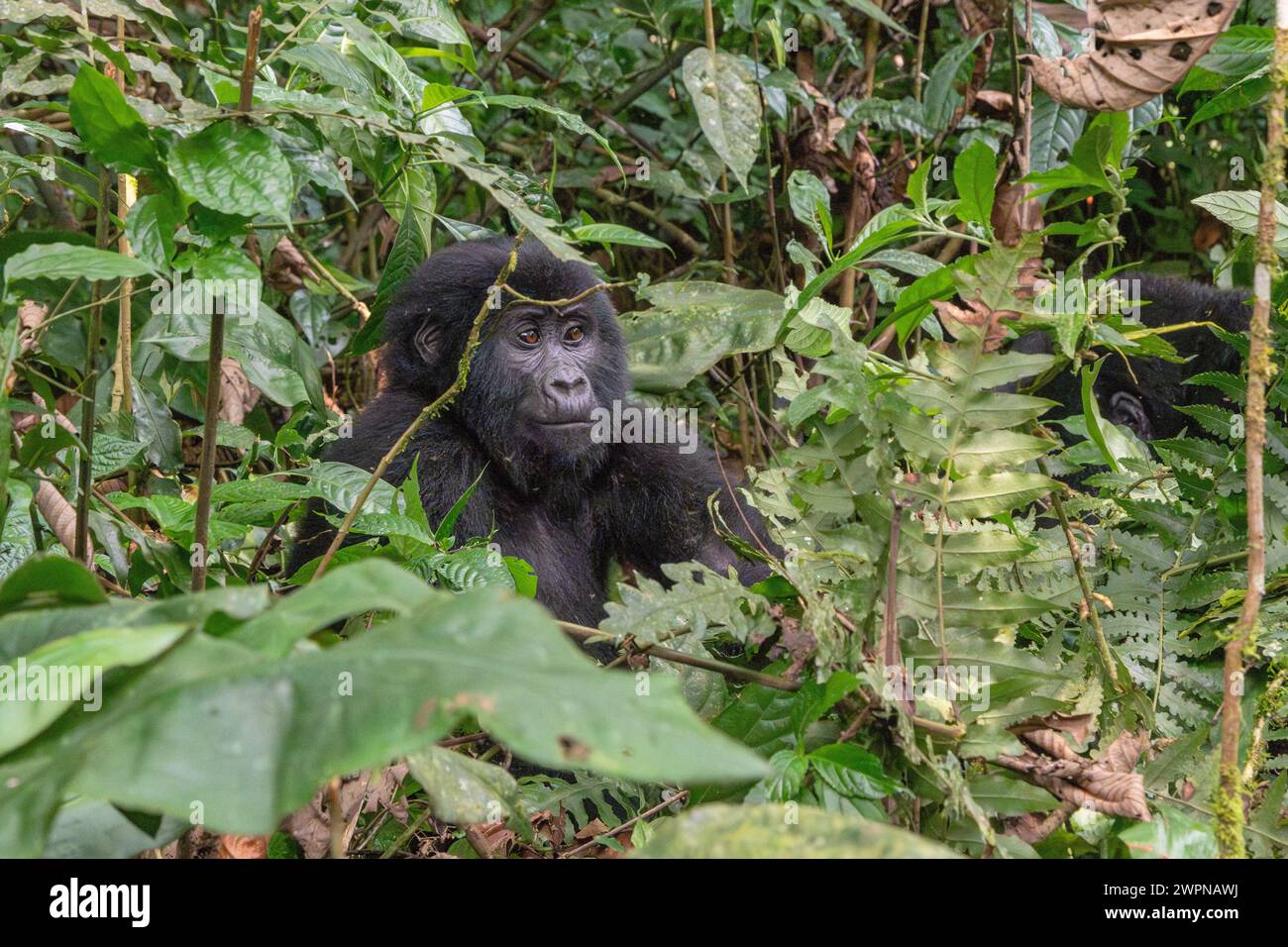 Giovane gorilla di montagna nella Foresta impenetrabile di Bwindi Foto Stock