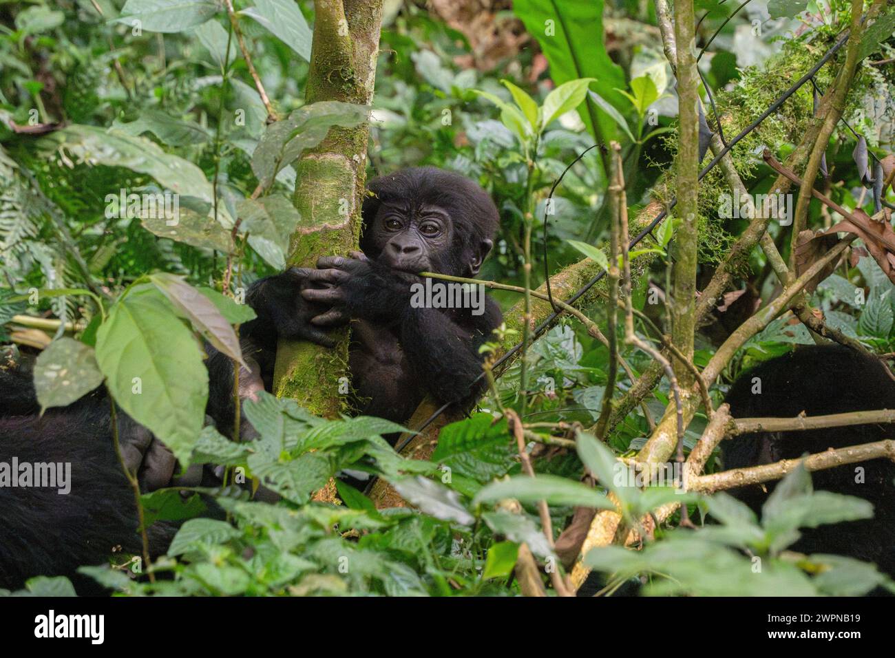 Baby gorilla di montagna che mangia nella foresta impenetrabile di Bwindi, Uganda Foto Stock