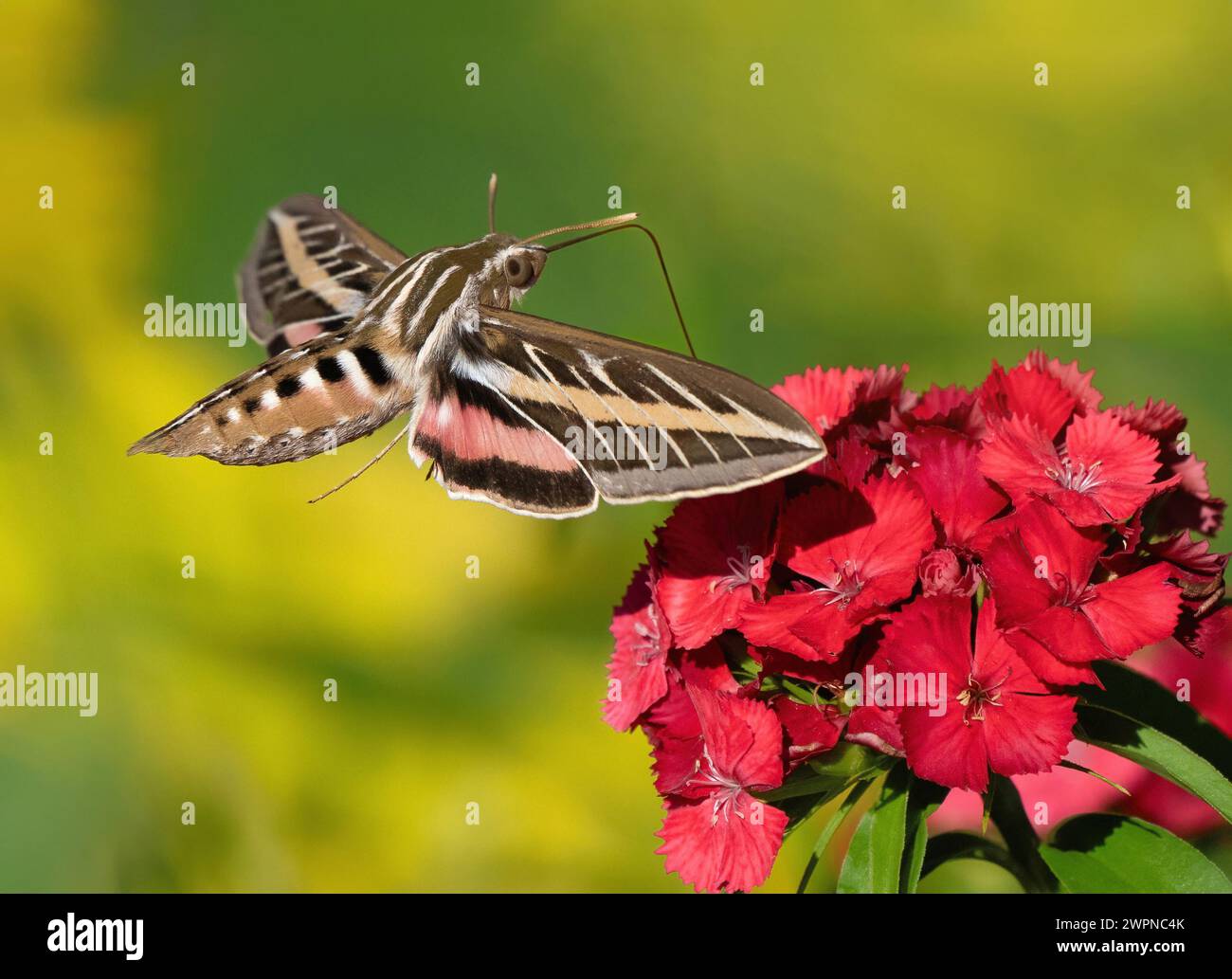 Una Sfinge Moth foderata bianca che pollina un colorato fiore di Sweet William. Vista ravvicinata. Foto Stock