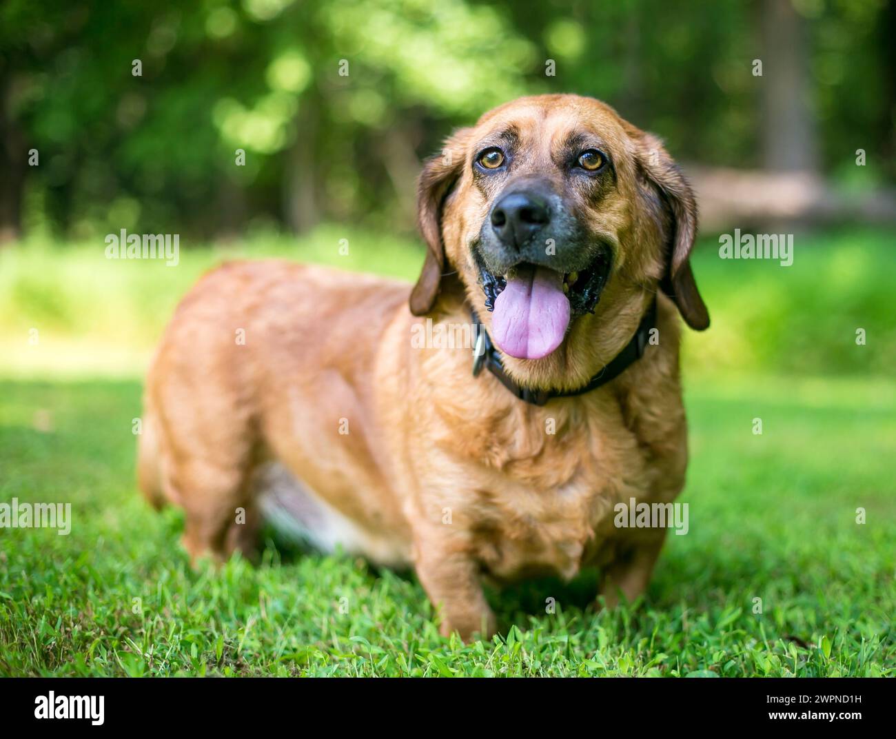 Un cane di razza mista Basset Hound che si trova all'aperto con un'espressione felice Foto Stock