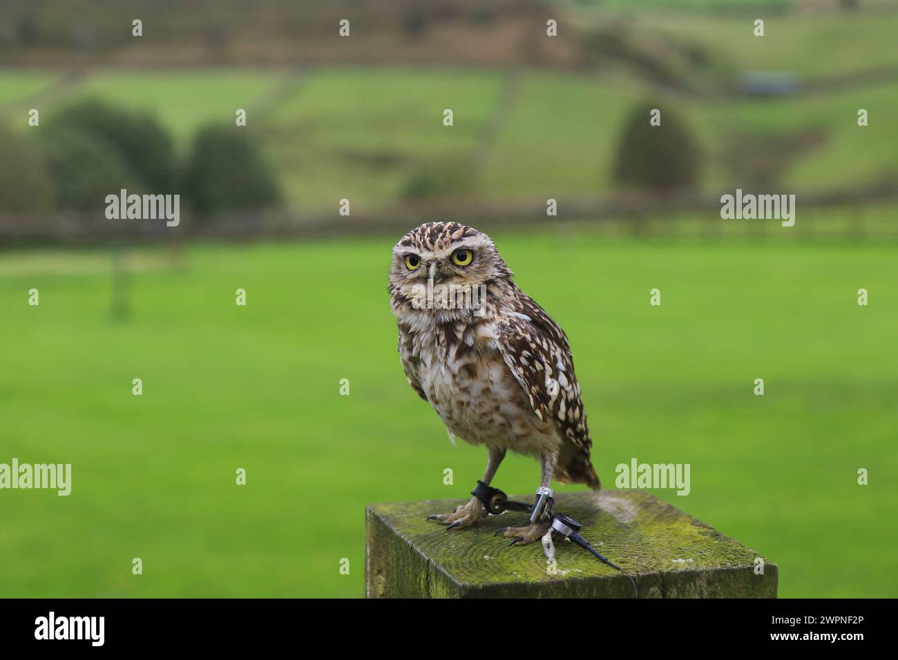 Burrowing Owl, Athene cunicularia, fotografata alla SMJ Falconry. Oxenhope. REGNO UNITO Foto Stock