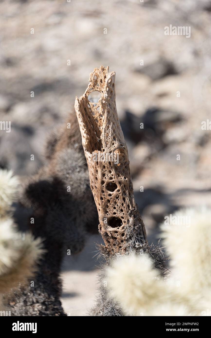 Scheletro essiccato di orsacchiotto gambo di cactus cholla con buchi, ancora in piedi nel Joshua Tree National Park, nella zona del deserto del Colorado, Cactus Garden, Foto Stock