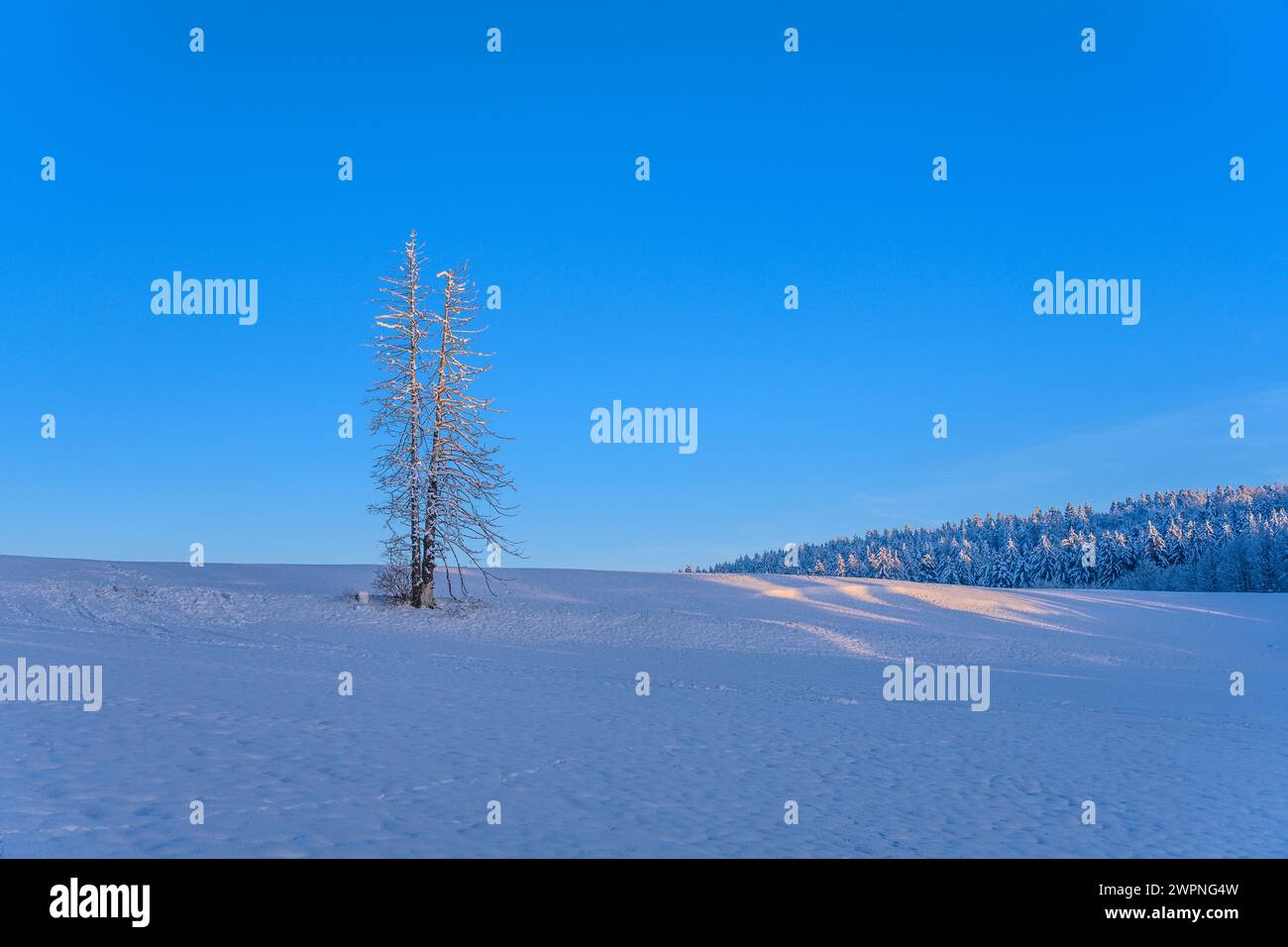 Germania, Baviera, Tölzer Land, Egling, distretto di Harmating, paesaggio invernale Foto Stock