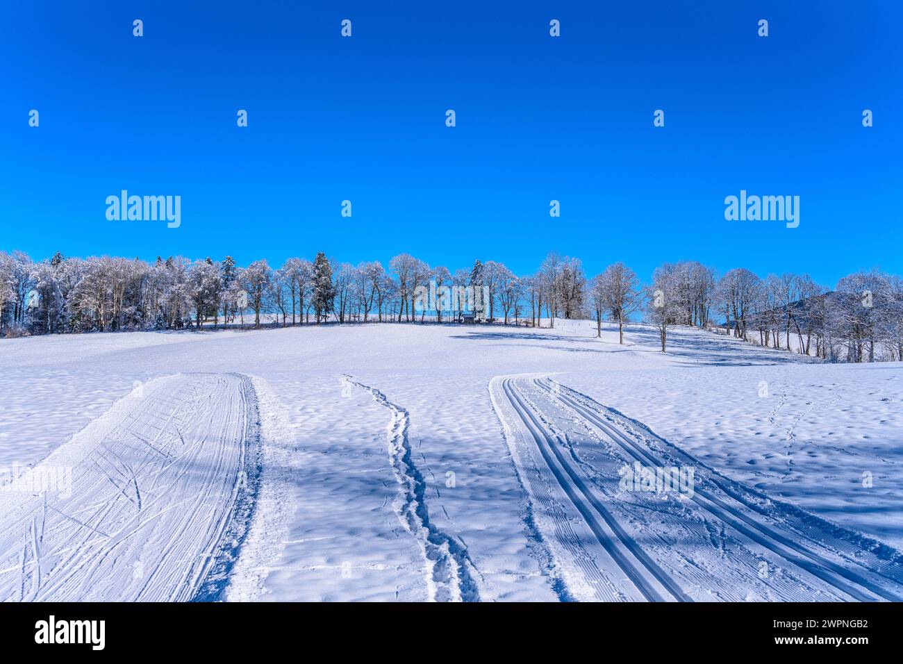 Germania, Baviera, Tölzer Land, Isarwinkel, Wackersberg, paesaggio invernale con pista da sci di fondo vicino a Bach Foto Stock