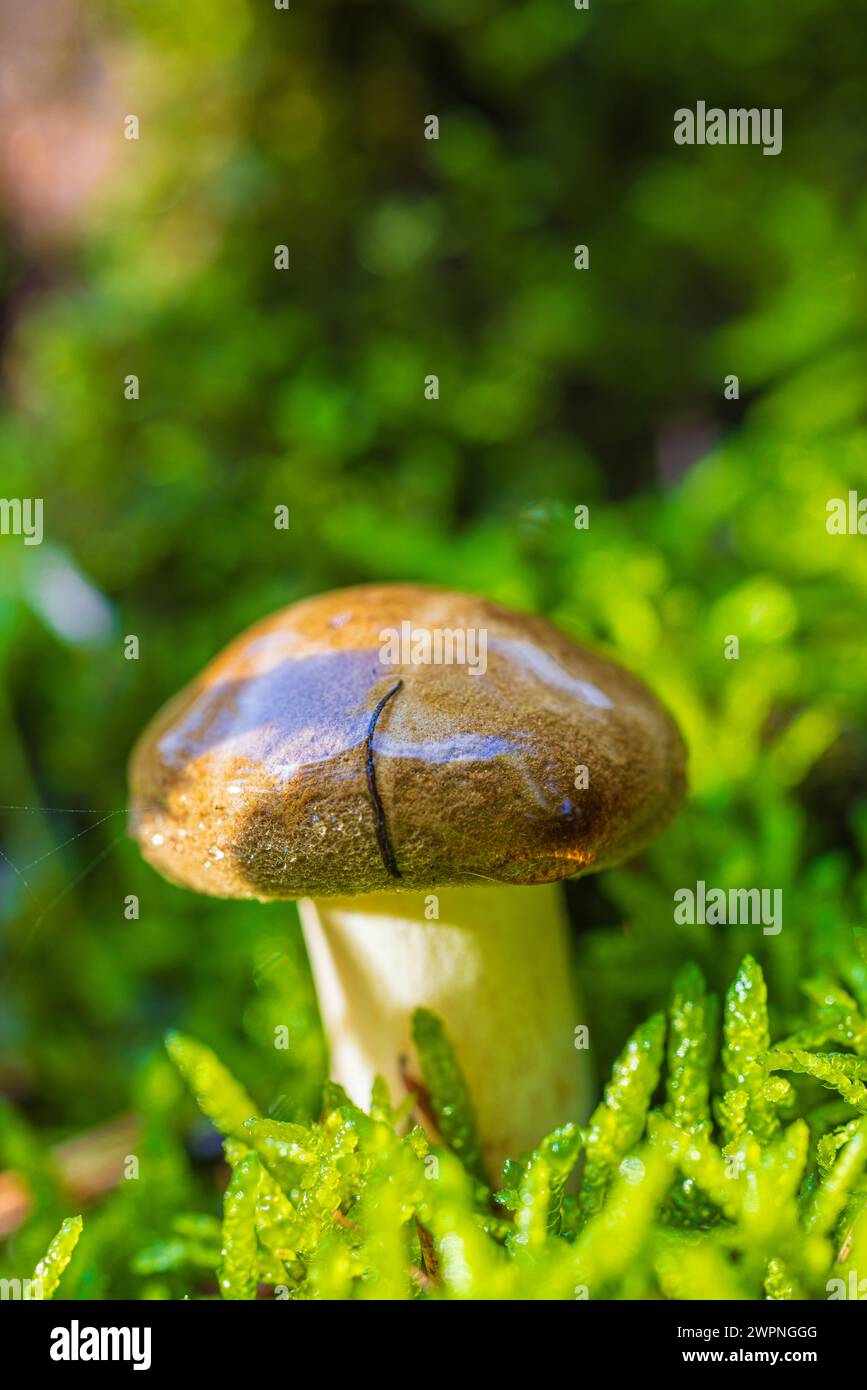 Close-up di funghi Foto Stock