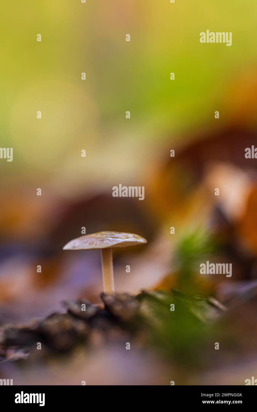 Close-up di funghi Foto Stock